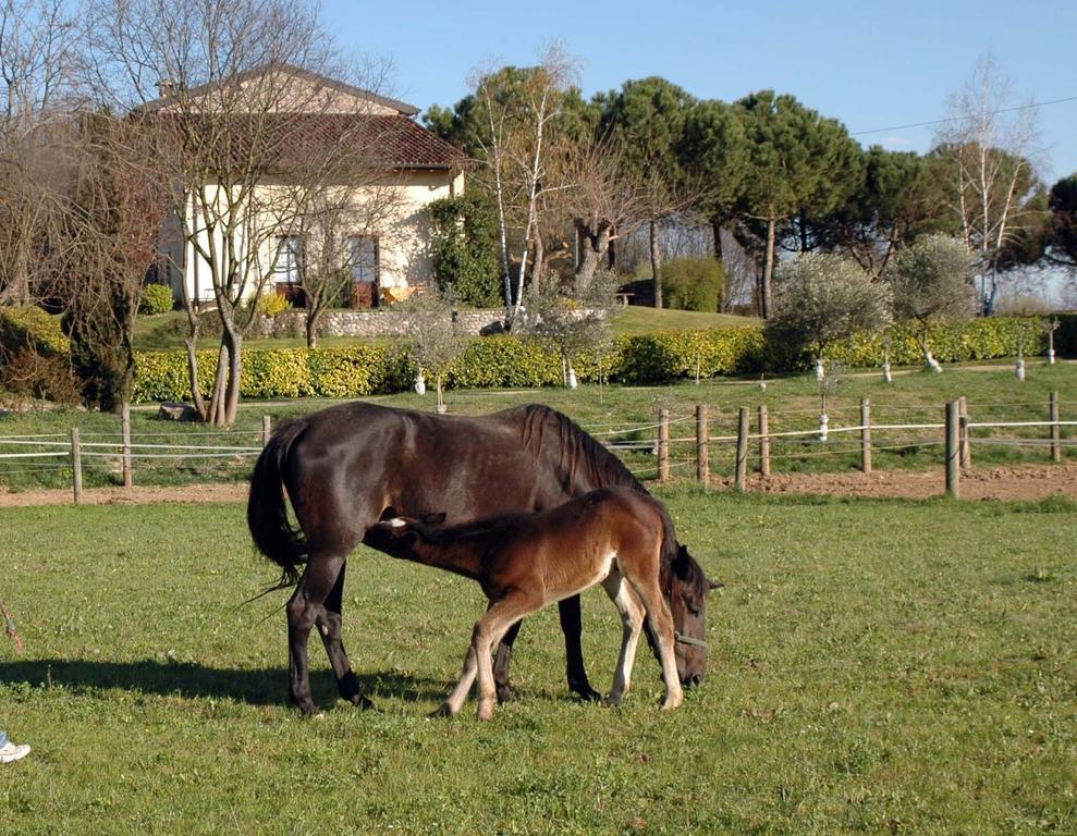 Agriturismo Trebisonda Country Resort Monzambano Luaran gambar
